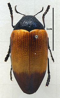 <i>Sternocera</i> genus of insects