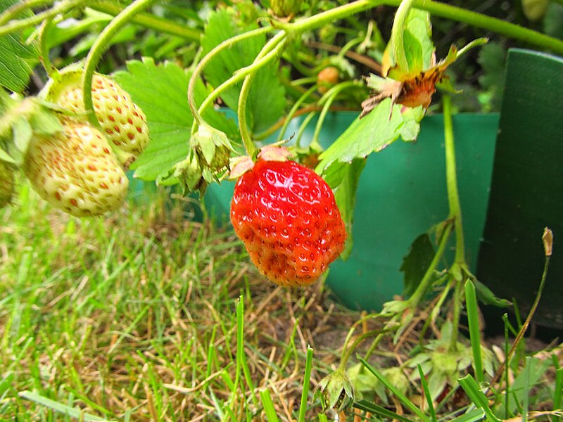 File:Strawberries - (PL) Truskawka (18878571349).jpg