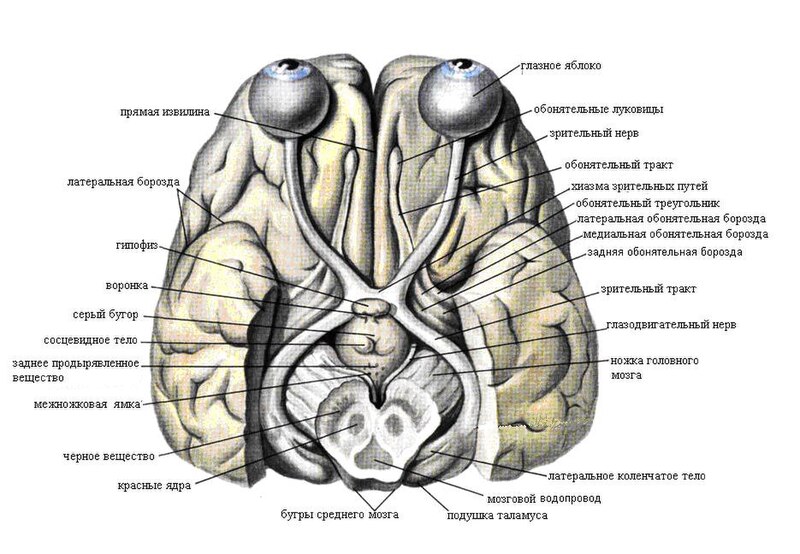 File:Structures of brain.jpg