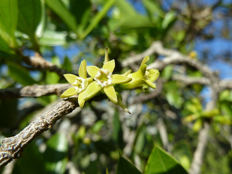 File:Strychnos pungens, blomme, b, Seringveld.jpg