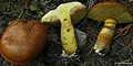 Suillus ponderosus