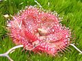 A sundew in Jonkershoek, Stellenbosch