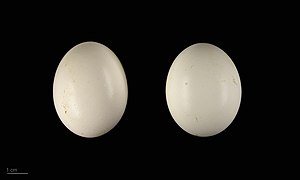 Surnia ulula (museum specimens) (northern hawk-owl ssp ulula) eggs