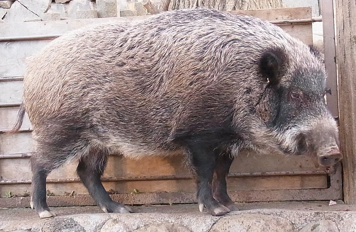 Japanese boar - Wikipedia