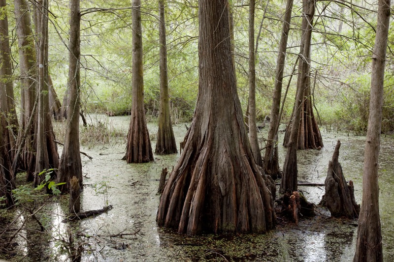 File:Swamp, Lafayette, Louisiana LCCN2010630684.tif