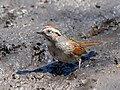 * Nomination Swamp sparrow in Prospect Park, Brooklyn --Rhododendrites 03:50, 14 April 2023 (UTC) * Promotion  Support Good quality. --Tagooty 05:15, 14 April 2023 (UTC)