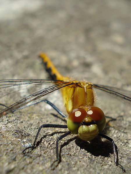 File:Sympetrum obtrusum, Female 02.jpg