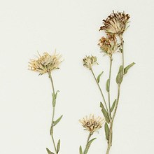 Symphyotrichum trilineatum (Aster trilineatus) specimen (cropped).jpg