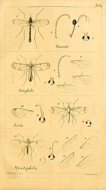 Sciophila in Meigen Systematische Beschreibung der bekannten europaischen zweiflugeligen Insekten Systematische Beschreibung der bekannten europaischen zweiflugeligen Insekten Tome 1 1818 Tab 9.jpg