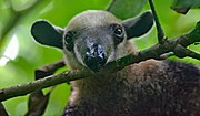 Northern tamandua Tamandua mexicana 2.jpg