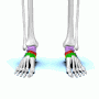 תמונה ממוזערת עבור עצמות שורש הרגל