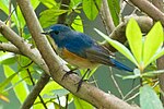 Thumbnail for Qilian bluetail