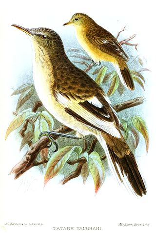 <span class="mw-page-title-main">Pitcairn reed warbler</span> Species of bird