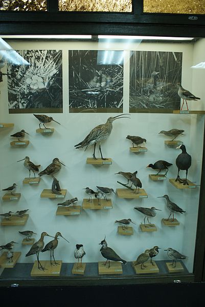 File:Taxidermied birds2.JPG