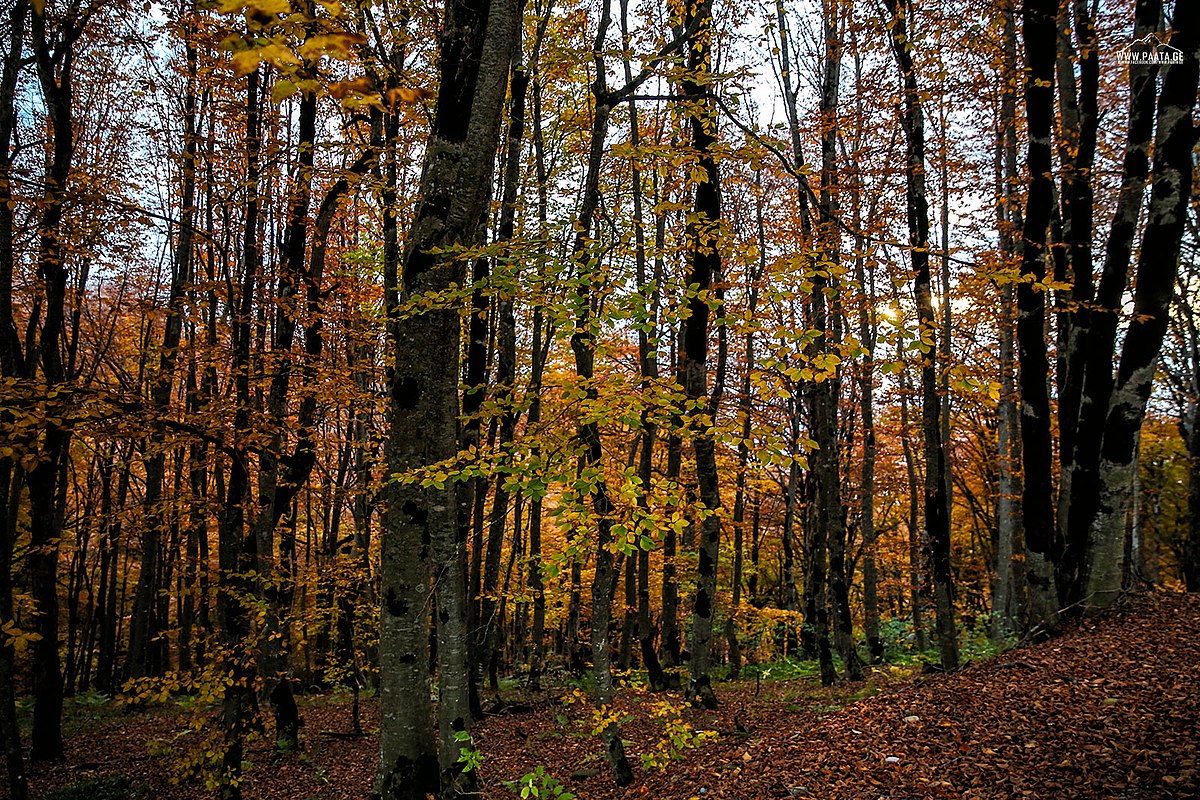 Tbilisi National Park2.jpg