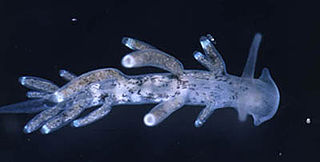 <i>Tenellia adspersa</i> Species of gastropod