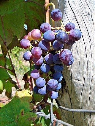 <span class="mw-page-title-main">Teran grape</span> Variety of grape