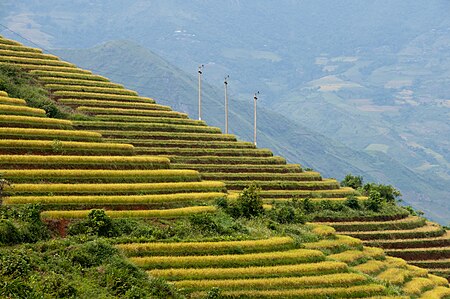 Tập tin:Terraced fields Sa Pa 3.jpg