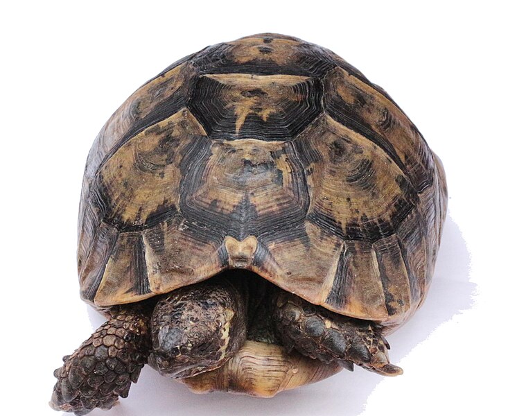 File:Testudo graeca frontal view.jpg