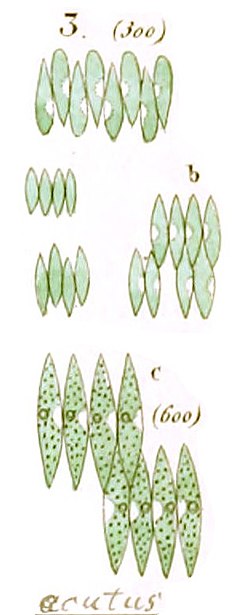 Thumbnail for Tetradesmus obliquus