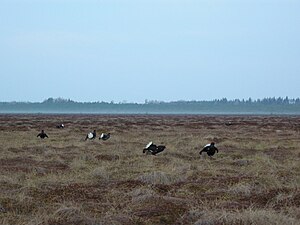 Tétras Lyre: Description, Comportement, Répartition, habitat