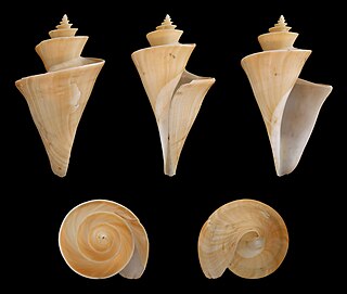 <i>Thatcheria</i> Genus of gastropods