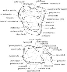 The origin and early evolution of metatherian mammals: the Cretaceous record