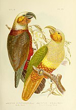 Thumbnail for File:The birds of Australia (16677525608).jpg