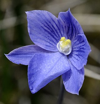<i>Thelymitra cyanea</i> Species of orchid