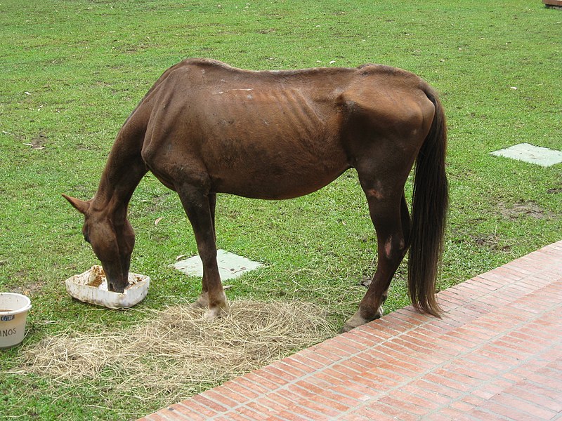 DOG HORSE ATTACKS SPIDER 