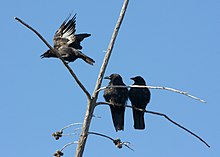 Three crows in a tree Three crows.jpg