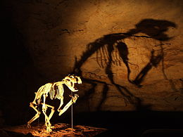 Thylacoleo Skeleton, Naracoorte Caves.jpg