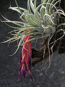 Tillandsia macdougallii (TS) 1-00749.jpg