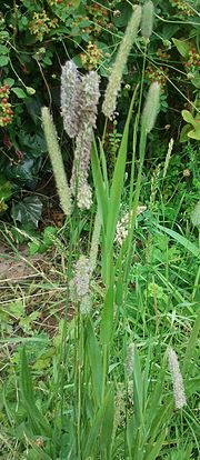 Phleum pratense