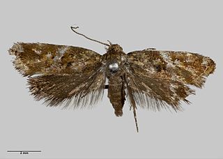 <i>Tingena eumenopa</i> Species of moth, endemic to New Zealand