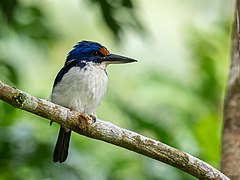 Winchell's Kingfisher (Q1275204)