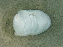 When threatened, the marbled electric ray adopts a defensive posture that facilitates the delivery of electric shocks. Torpedo marmorata corsica2.jpg