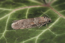 Tortricodes alternella adult.jpg 