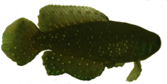 Description de l'image Transparent killifish.png.