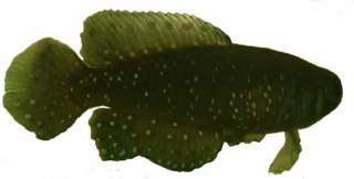 <i>Cynolebias</i> Genus of fishes