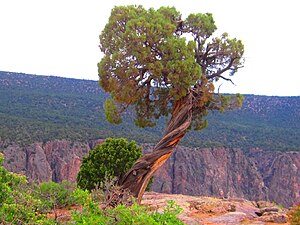 Black Canyon Of The Gunnison National Park