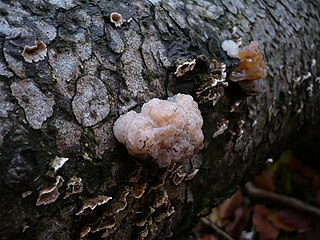 <i>Naematelia</i> Genus of fungi