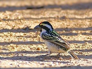 Red-fronted bearded bird