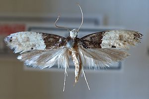 Wallpaper moth, prepared specimen