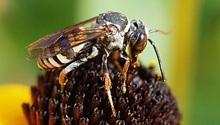 <i>Triepeolus lunatus</i> Species of bee