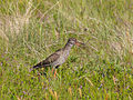 Common Redshank (Tringa totanus)