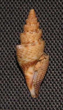 Tropidoturris fossata notialis 001.jpg