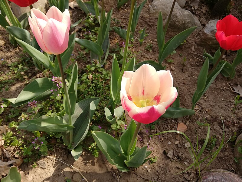 File:Tulips of different colors in Italy March 2020.jpg