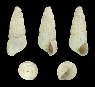 <i>Turbonilla obliquata</i> Species of gastropod