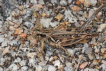 Dua-spined Memacu tenggorokan Belalang - Melanoplus bispinosus, Harris Leher Nasional, Suaka Margasatwa, Townsend, Georgia.jpg